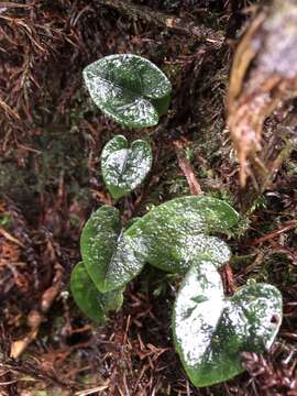 Image of Asarum taipingshanianum S. F. Huang, T. H. Hsieh & T. C. Huang