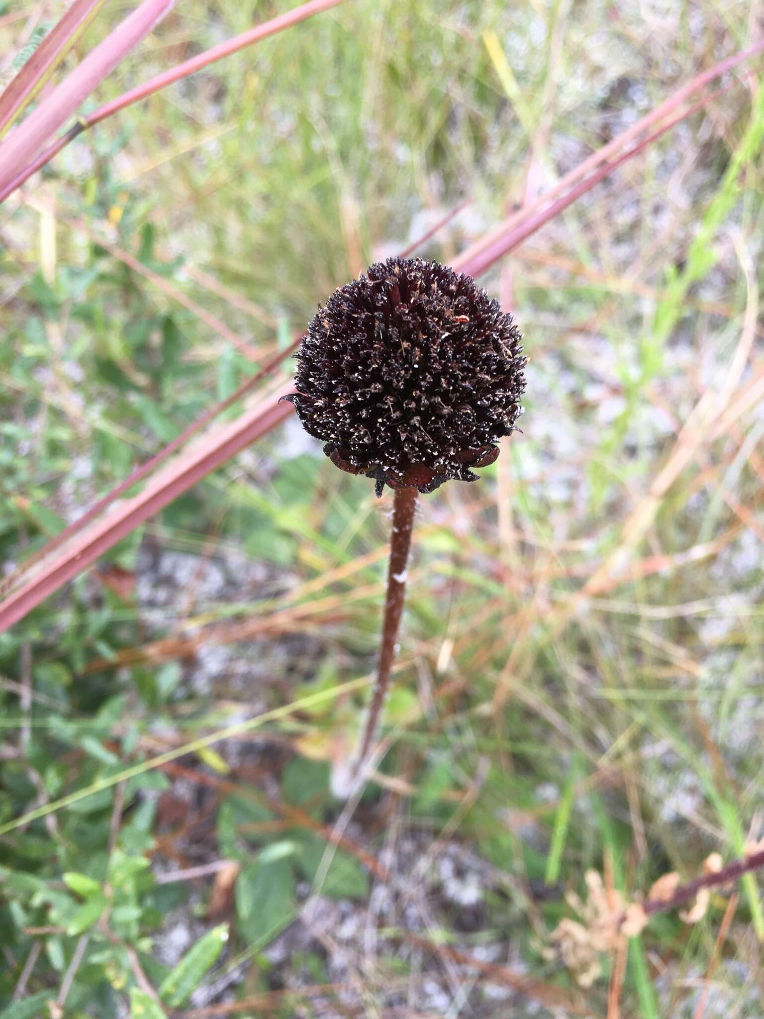 Image of Rayless Sunflower