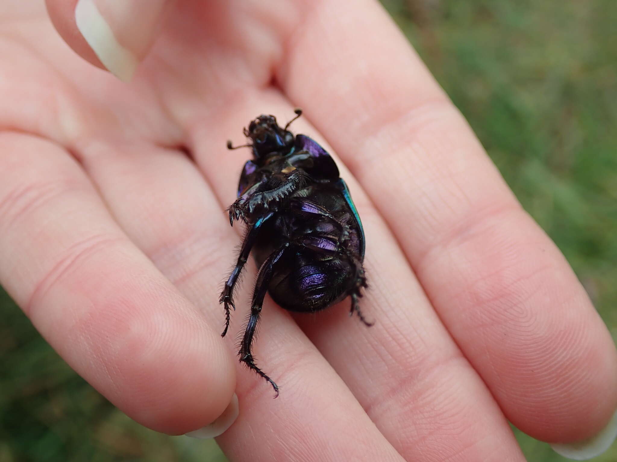 Слика од Geotrupes stercorarius (Linnaeus 1758)