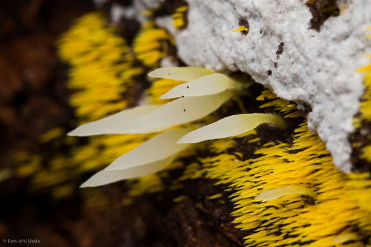 Image of Mucronella fusiformis (Kauffman) K. A. Harrison 1972