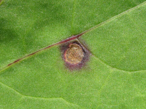 Image of Puccinia poarum Nielsen 1877