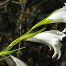 Sivun Gladiolus gracilis Jacq. kuva