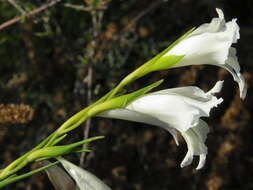 Imagem de Gladiolus gracilis Jacq.