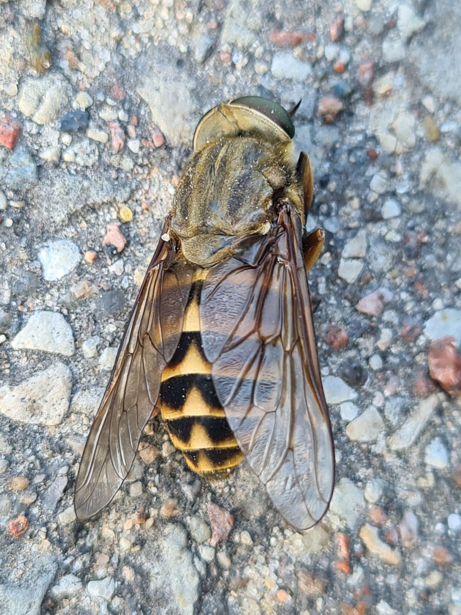 Tabanus bovinus Linnaeus 1758 resmi