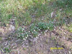 Image of White Cinquefoil