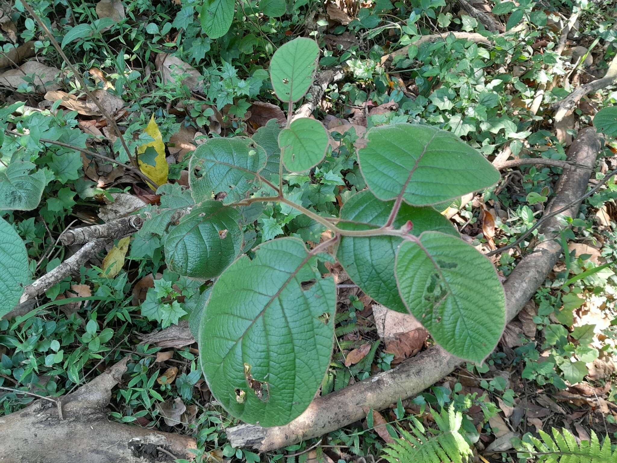 Plancia ëd Diospyros villosa (L.) De Winter