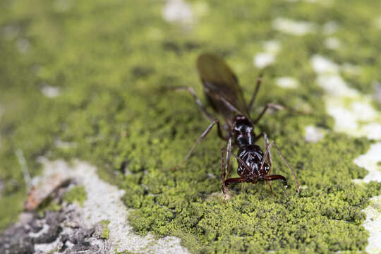 Imagem de Odontomachus monticola Emery 1892