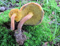 Imagem de <i>Boletus subfraternus</i>