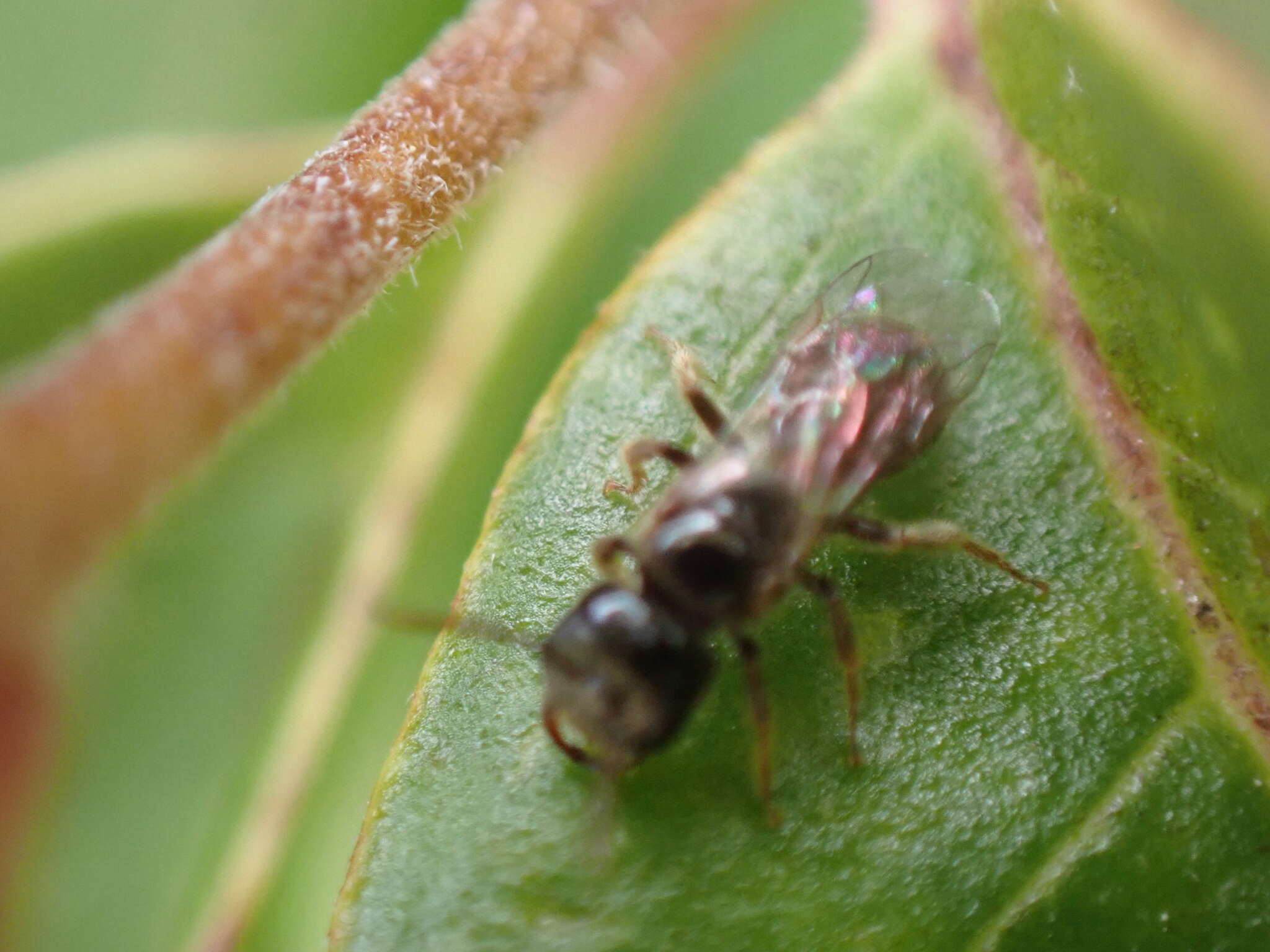 Lasioglossum lionotum (Sandhouse 1923)的圖片