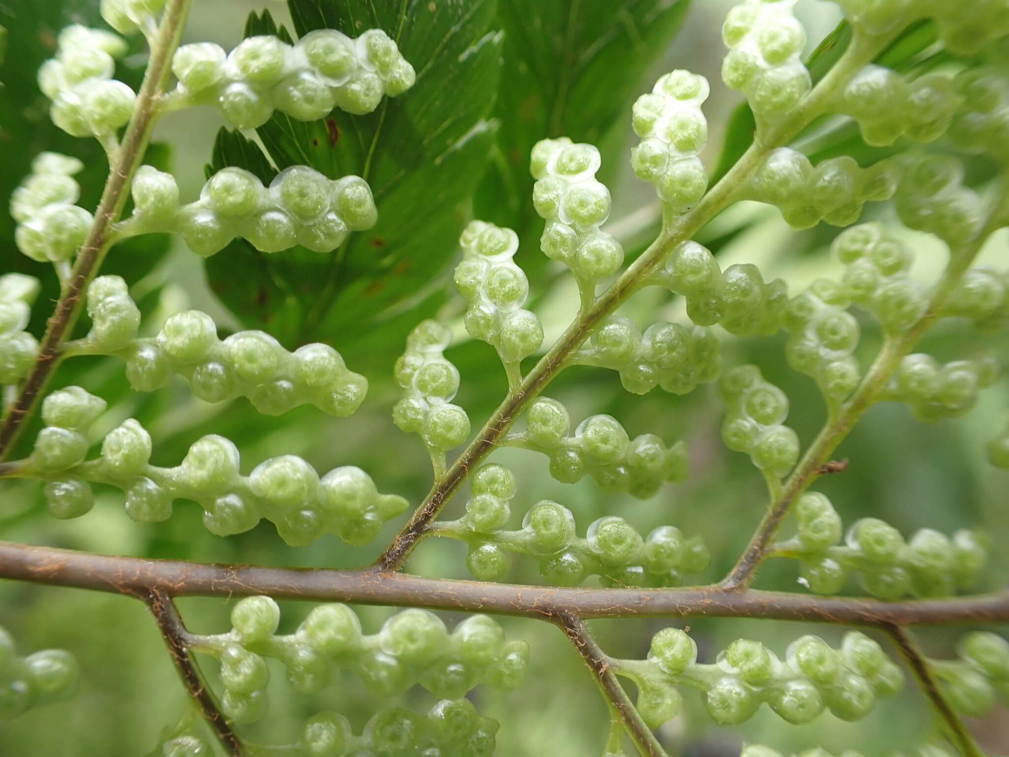 Image of Maxonia apiifolia (Sw.) C. Chr.