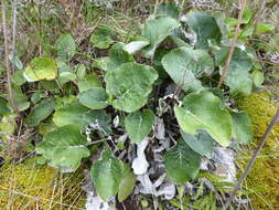 Image of Brachyglottis southlandica var. southlandica