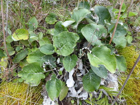 Image of Brachyglottis southlandica var. southlandica