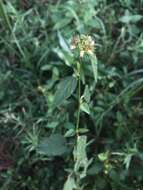 Image of Chocolate Weed