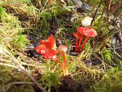 Слика од Hygrocybe coccineocrenata (P. D. Orton) M. M. Moser 1967