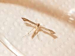 Image of Hoary Plume Moth