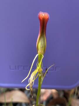 Image of Leafless tongue orchid