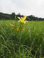 Image de Hemerocallis citrina var. vespertina (H. Hara) M. Hotta