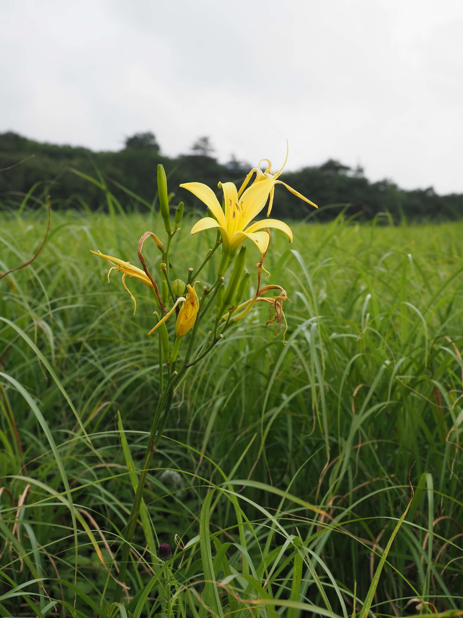 Image de Hemerocallis citrina var. vespertina (H. Hara) M. Hotta