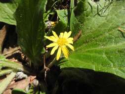 Cymbonotus preissianus Steetz resmi