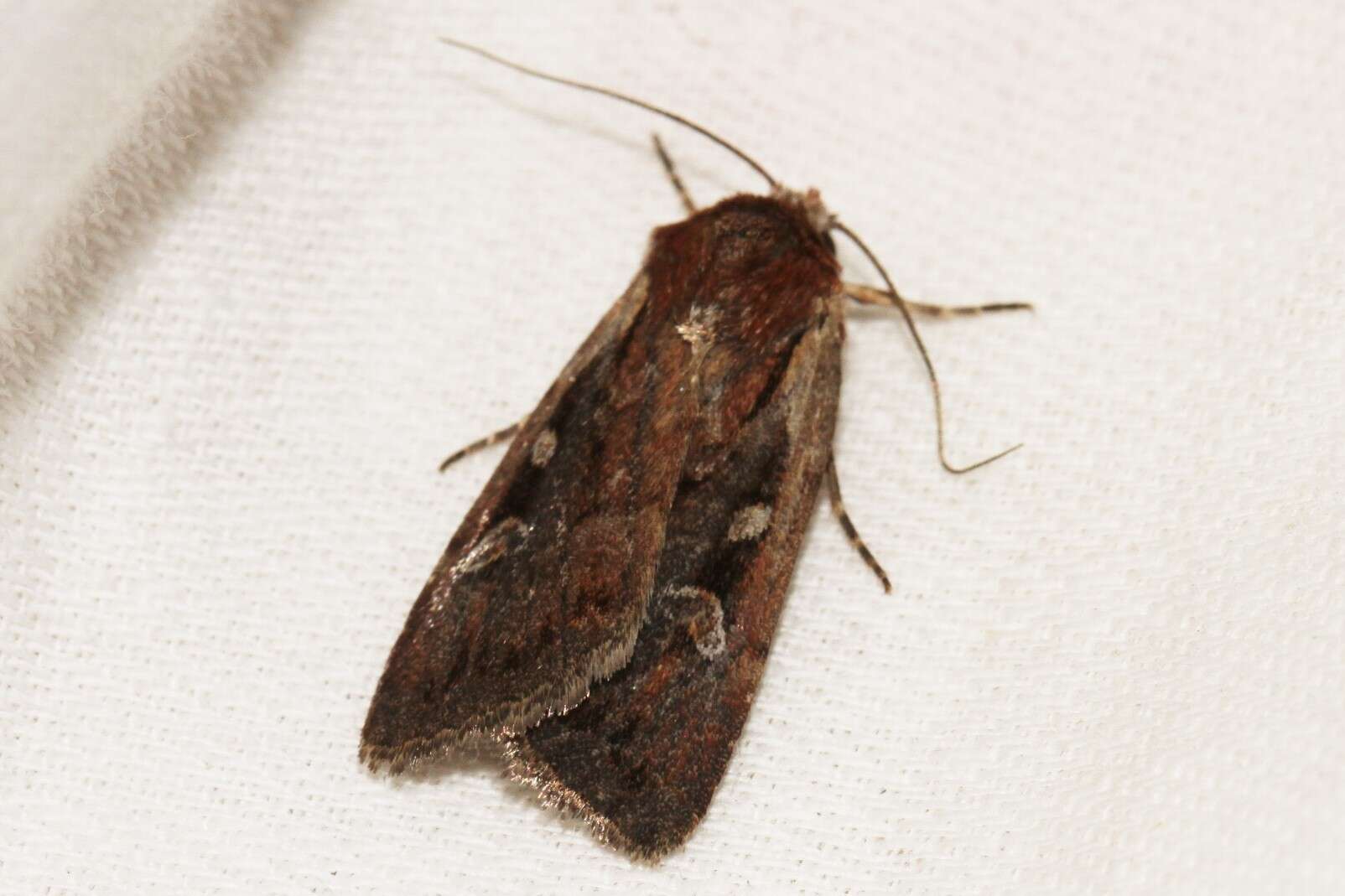 Image of heath rustic