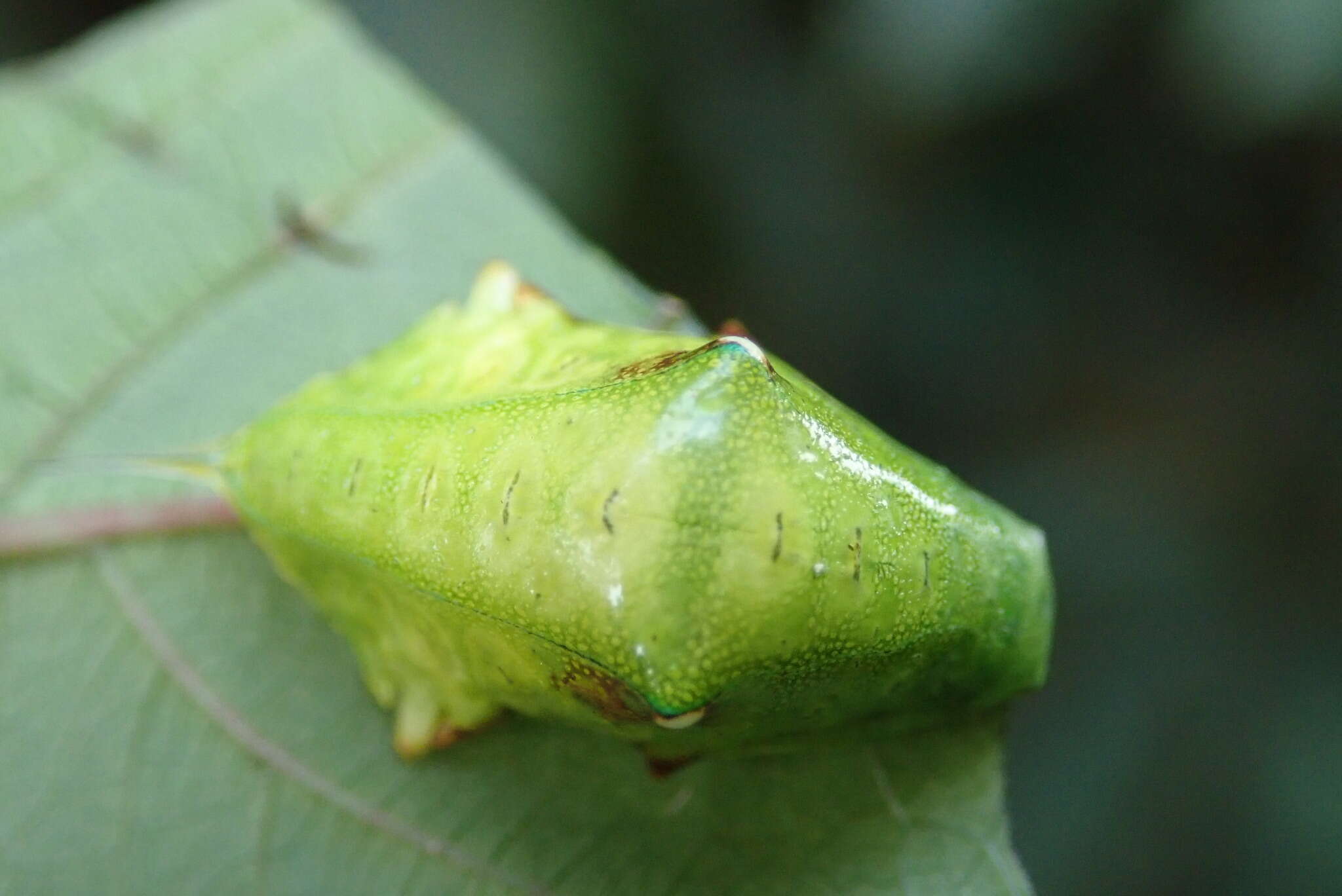 Image of <i>Sansarea formosana</i>