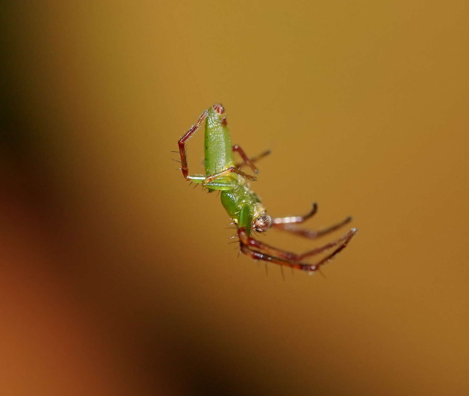 Sivun Cetratus rubropunctatus (Rainbow 1920) kuva