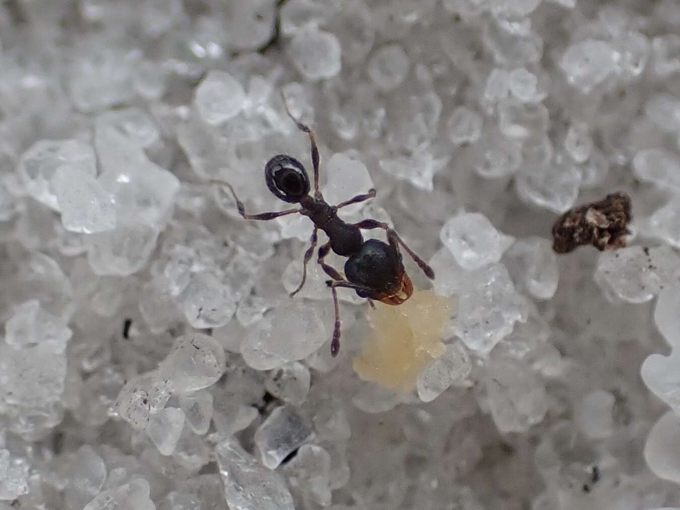 Image of Pheidole littoralis Cole 1952