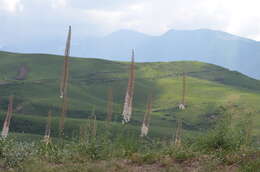 Image of Eremurus tianschanicus Pazij & Vved. ex Pavlov