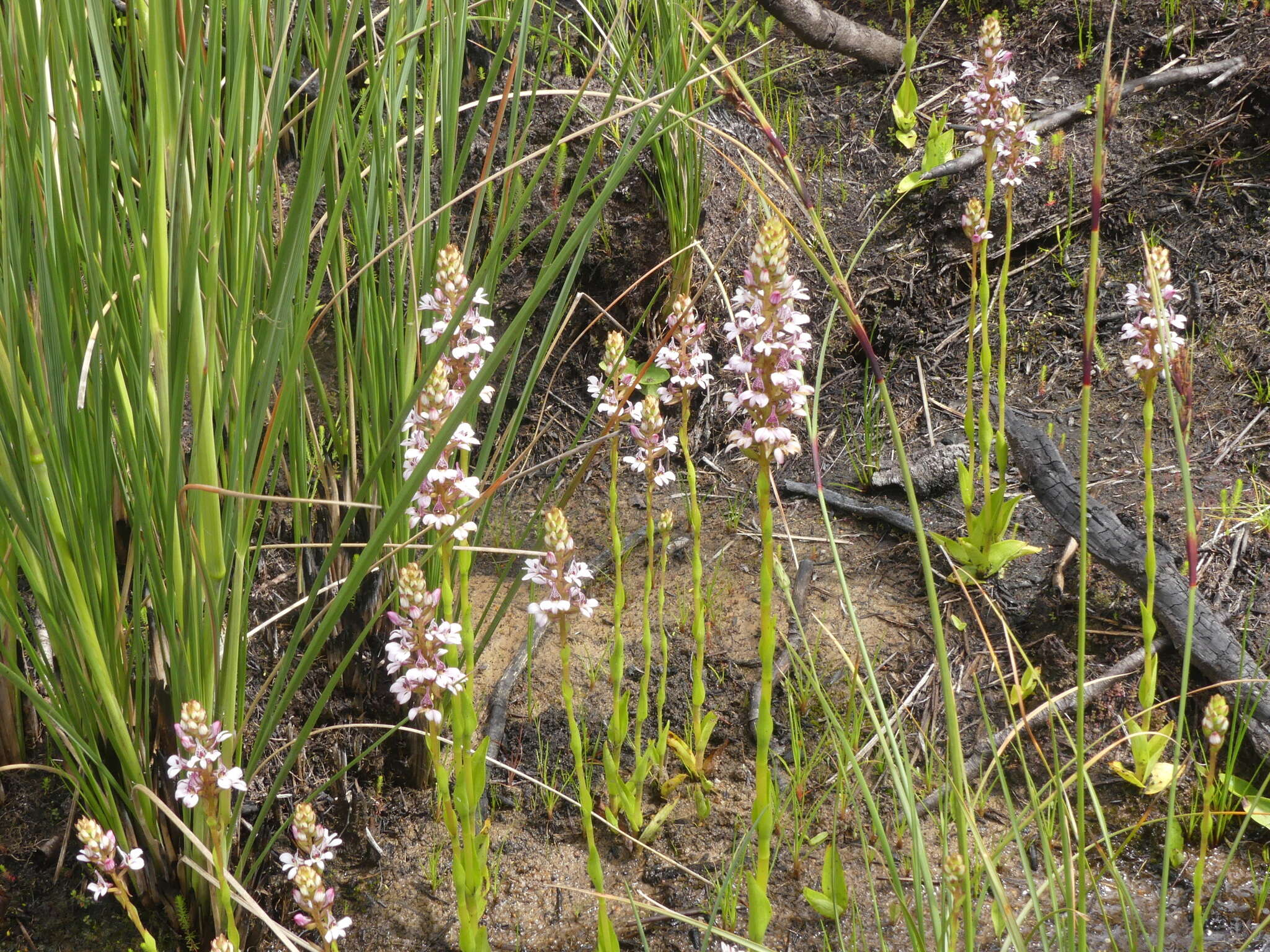 Image of Satyrium rhynchanthum Bolus