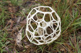 Image of smooth cage (fungus)
