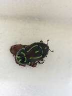 Image of Fiddler Beetle