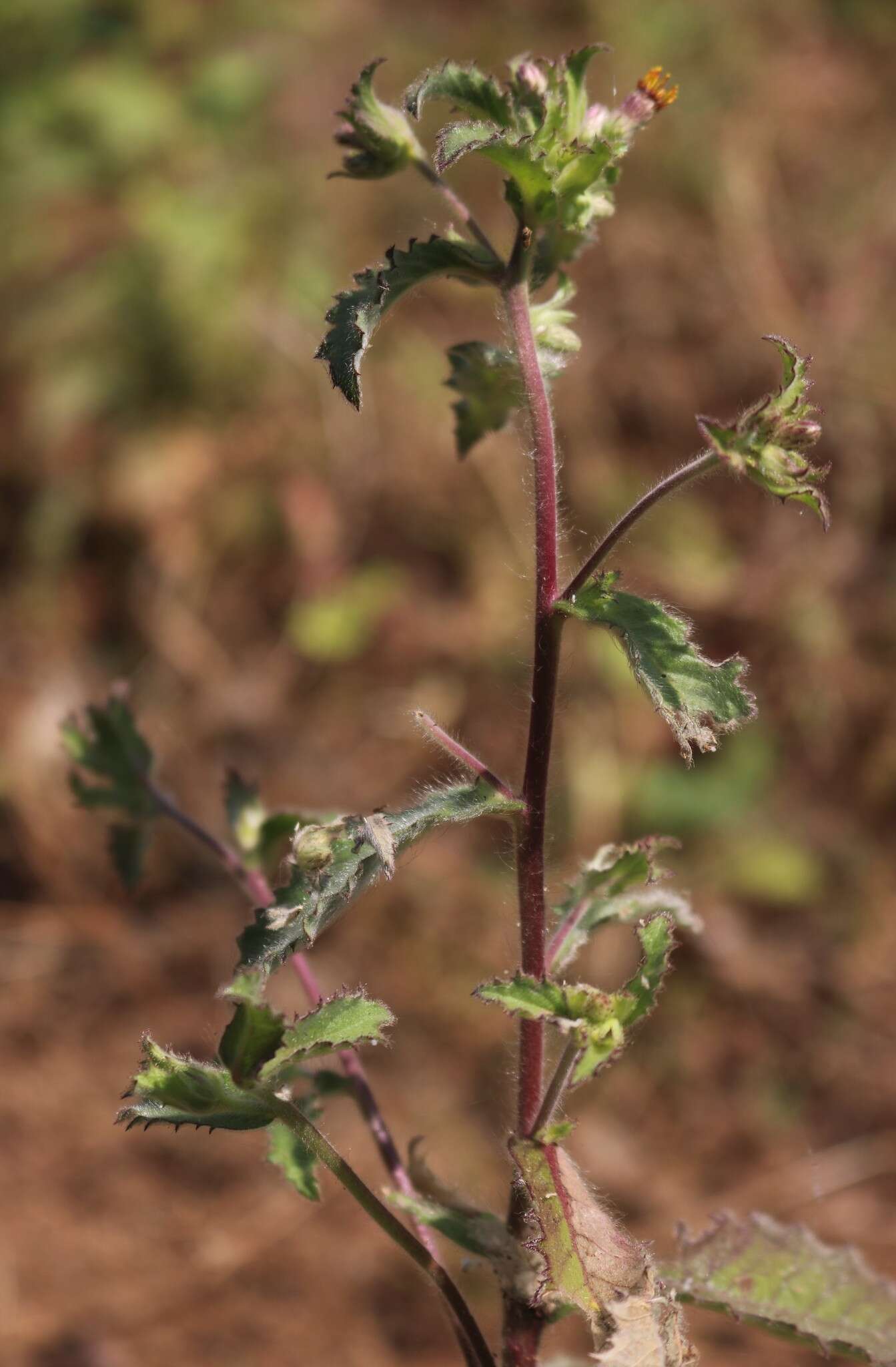 Image of Blumea belangeriana DC.