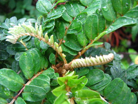 Image of Toromiro tree