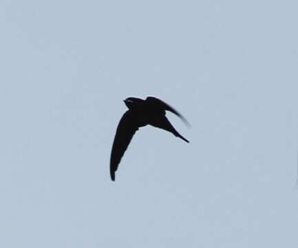 Image of Crested Treeswift