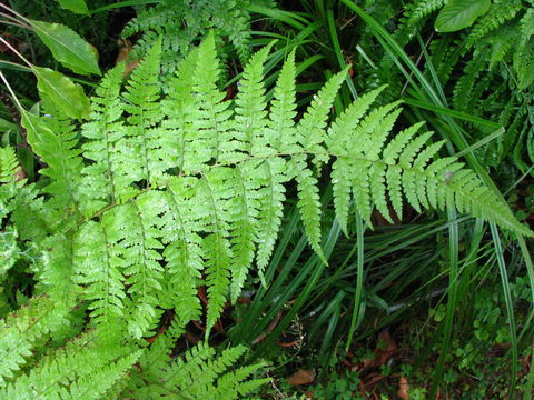 Image of limpleaf fern