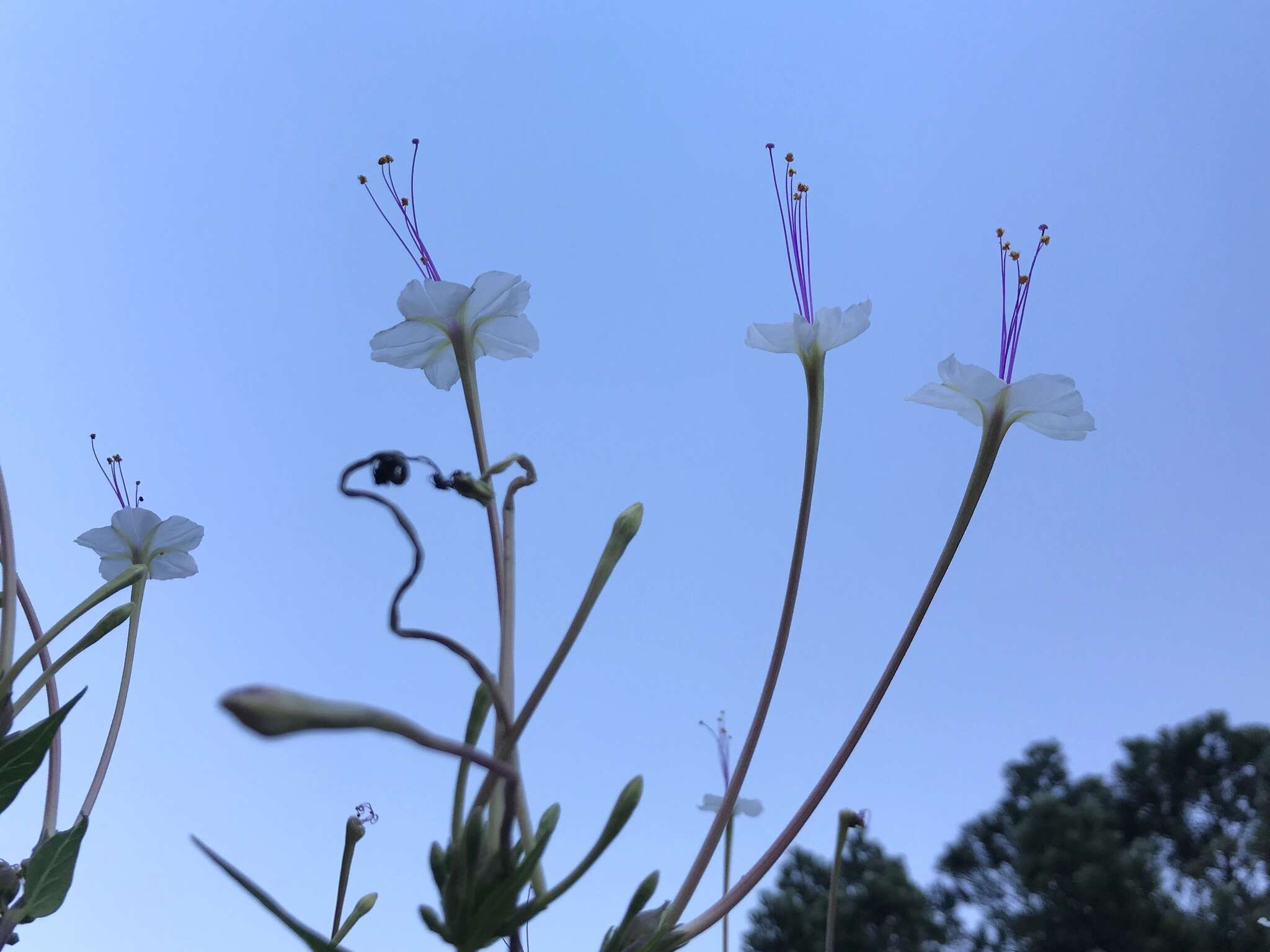 长筒紫茉莉的圖片