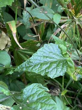 Sivun Lobelia malowensis E. Wimm. kuva