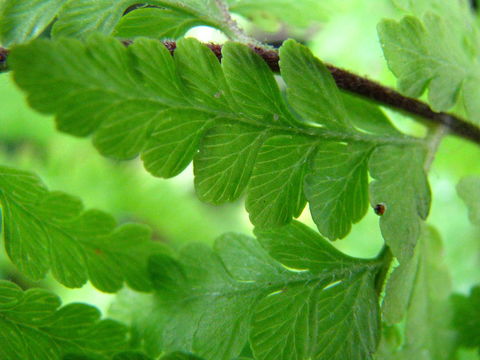 Image of limpleaf fern