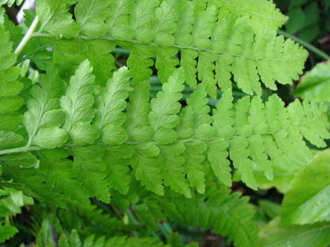 Image of limpleaf fern