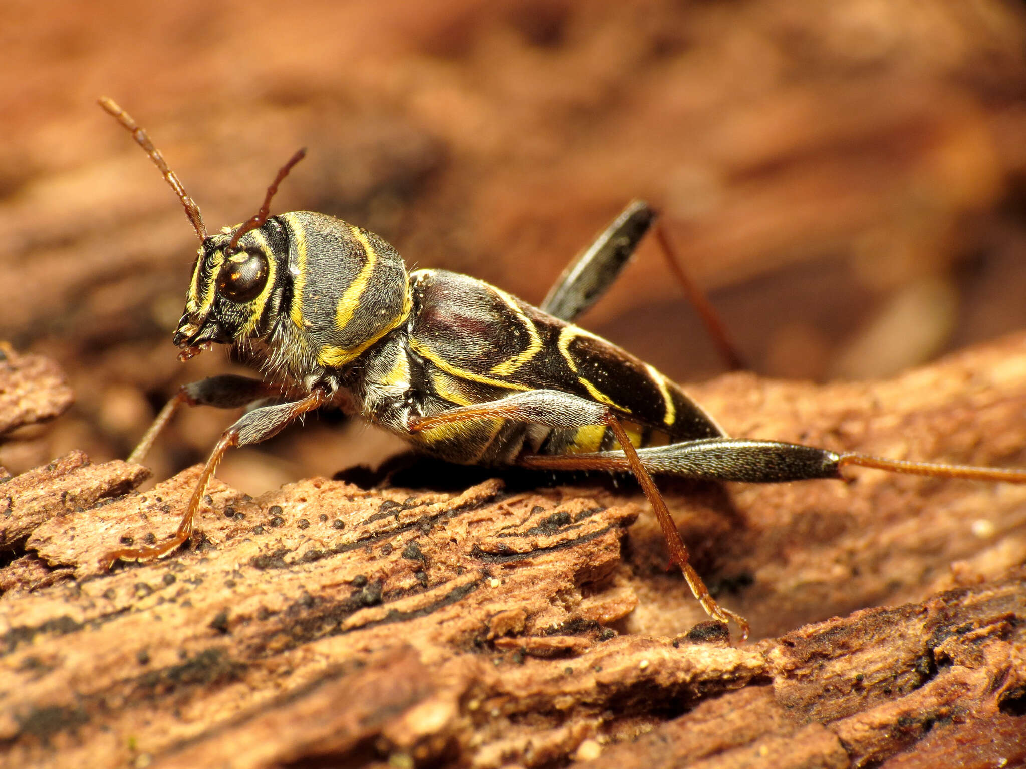 Image of Neoclytus scutellaris (Olivier 1790)