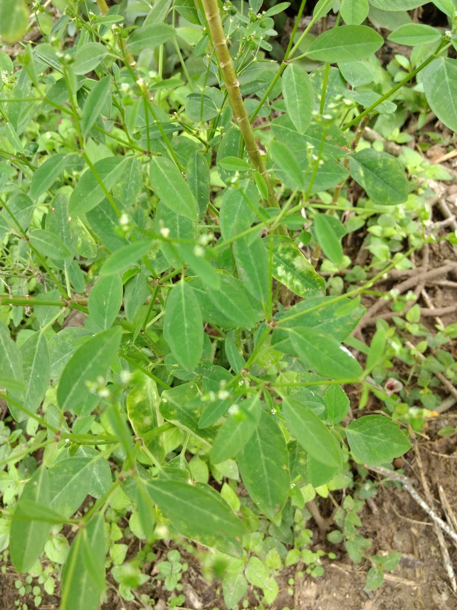 Image of grassleaf spurge