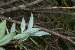 Image of Berberis pengii C. C. Yu & K. F. Chung