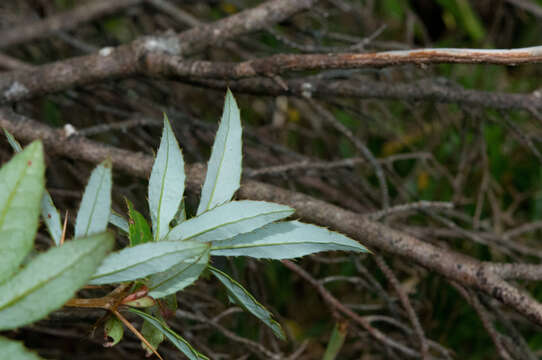 Image of Berberis pengii C. C. Yu & K. F. Chung