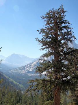 Image of foxtail pine