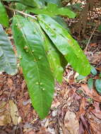 Image of Naucleopsis naga Pittier