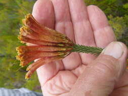 Imagem de <i>Erica <i>fascicularis</i></i> subsp. fascicularis