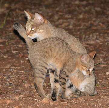 Image of African Wildcat