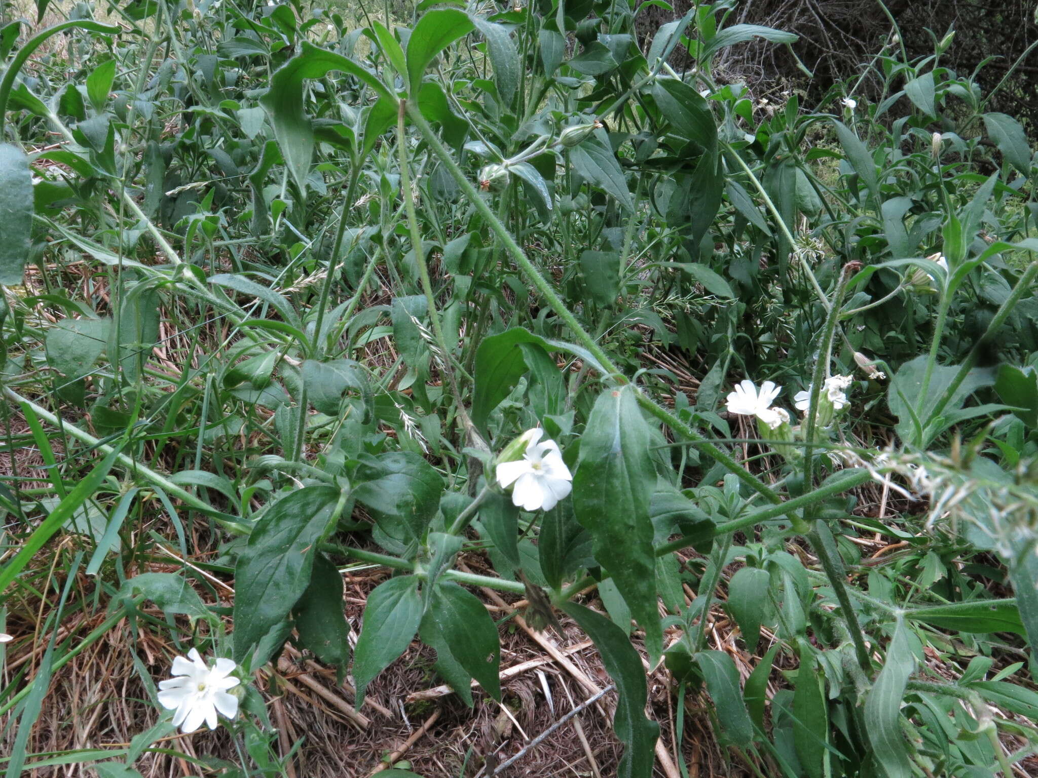 Imagem de Silene latifolia Poir.