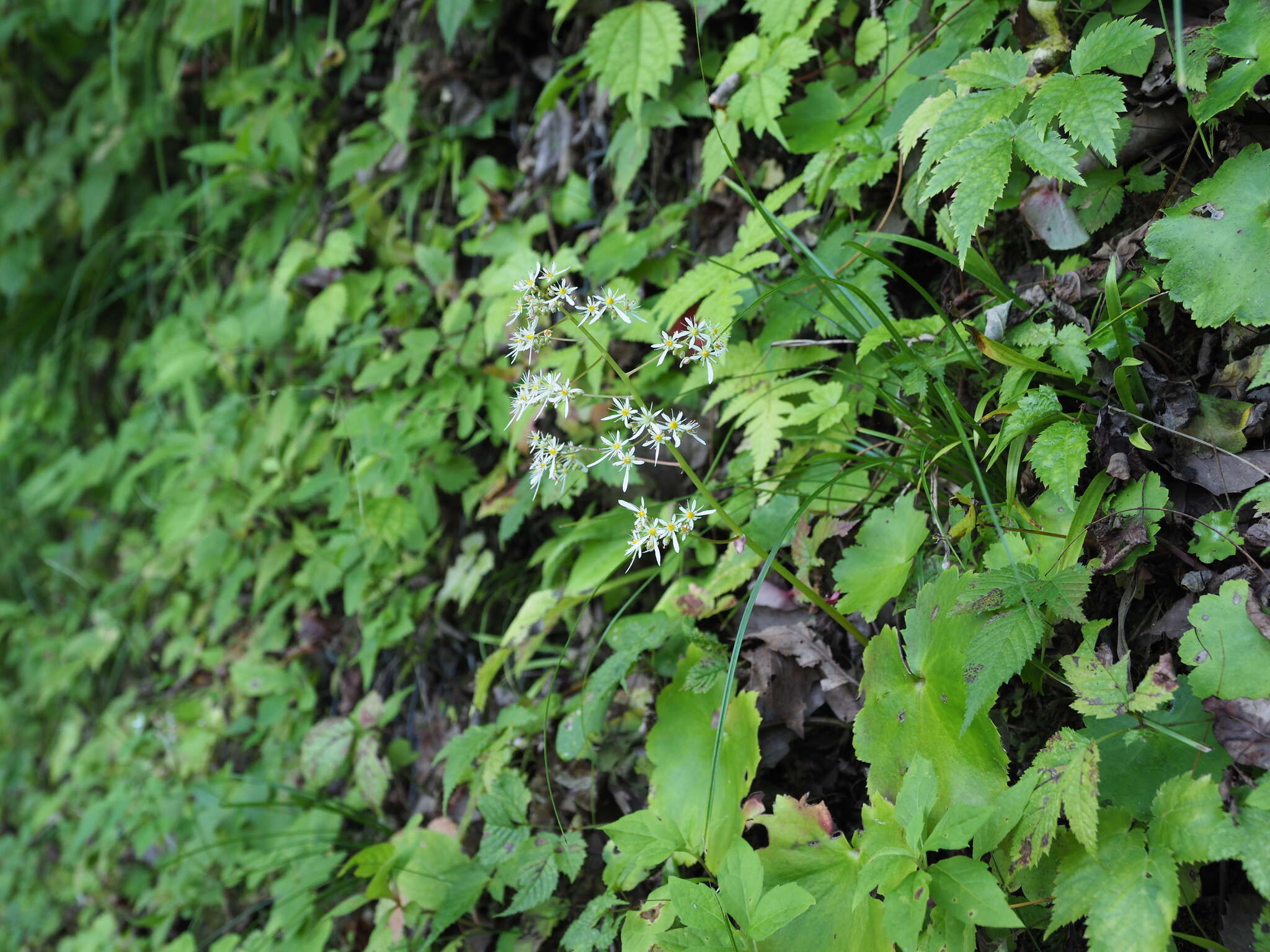 Plancia ëd Saxifraga fortunei var. alpina (Matsumura & Nakai) Nakai