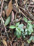 Image of Ardisia pusilla A. DC.